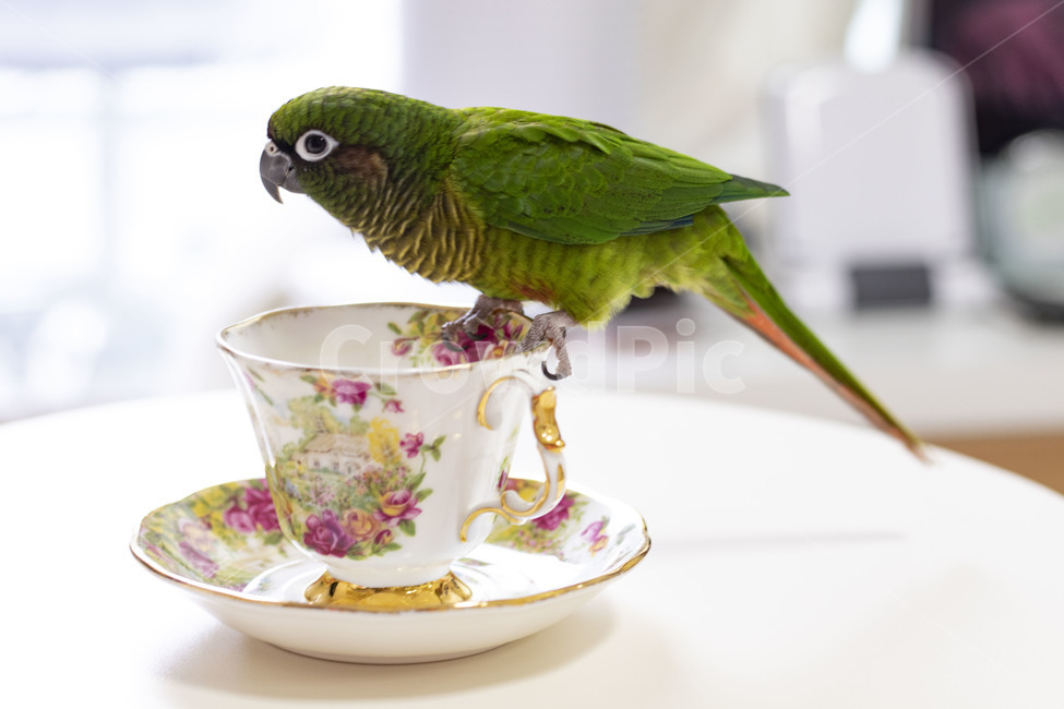 앵무새,차,커피잔,그린,초록,여유,parrot,coffee,green,동물,animal,조류,새,birds