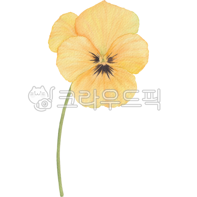 팬지,팬지꽃,꽃,꽃잎,팬지꽃요소,팬지꽃디자인,팬지꽃소스,꽃디자인,팬지꽃그림,꽃그림,팬지꽃일러스트,꽃일러스트,팬지꽃수채화,꽃수채화,팬지꽃손그림,꽃손그림,팬지꽃드로잉,꽃드로잉,팬지꽃데코,꽃데코,팬지꽃꾸미기,플로랄,플로랄디자인,보태니컬,보태니컬일러스트,식물
