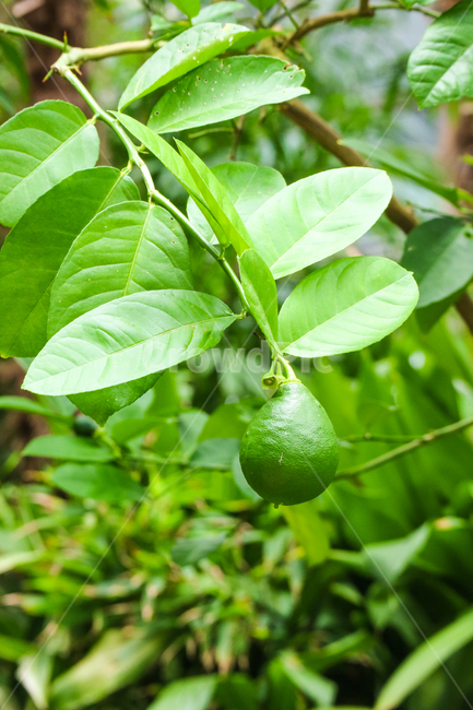 열매,초록열매,식물,나뭇잎,잎,잎사귀,자연,귤,감귤과,초록,식물,자연,plants,nature,과일,열매,fruit