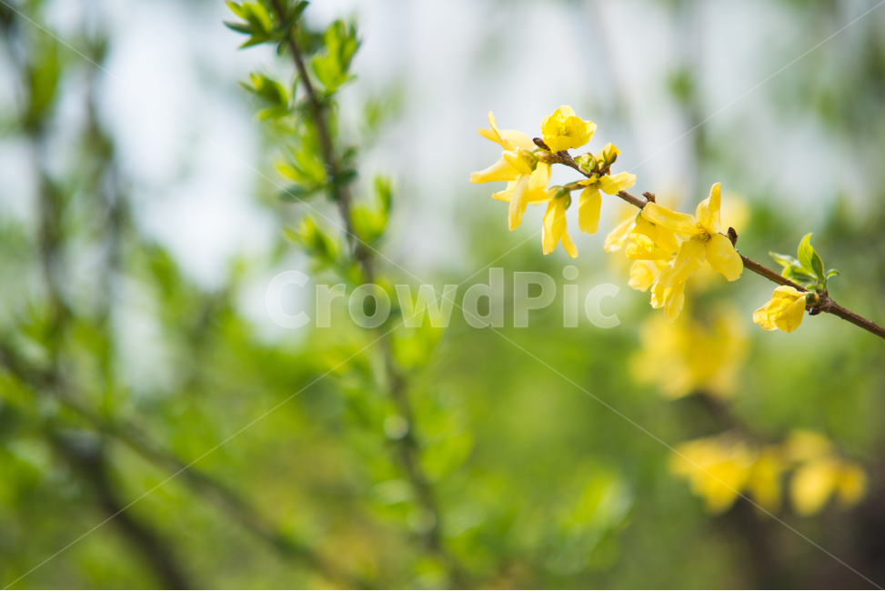 개나리,노랑,꽃,봄,자연,봄,계절,spring,season,식물,자연,plants,nature,꽃,flower,감성,sensible,feeling,plant