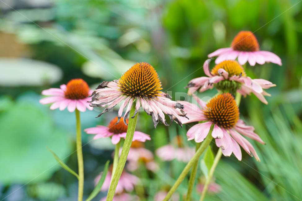 꽃,자연,접사,배경화면,힐링,신선함,nature,flower,색깔,색상,색감,감성,평온함