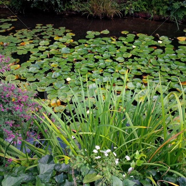 연못,풀,자연,감성,꽃,식물,자연,plants,nature,꽃,flower
