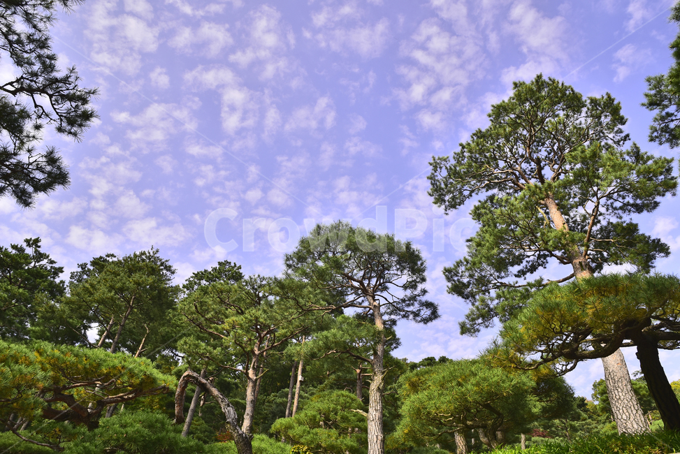 소나무,화담숲,정원,가든,수목원,침엽수,상록수,파인트리,pinetree,forest,green,tree,plant,나무,식물,vegetation,초목,background,풍경,배경,백그라운드,한국자연경관,숲,그리너리,자연,네추럴,natural,환경,environment,healing,힐링,한국자연풍경,아웃도어,옥외,야외,outdoor,landscape,자연,풍경,nature,landscape