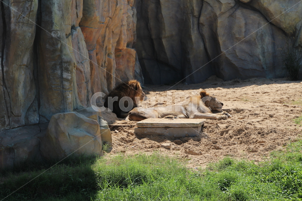 사자,야생생물,animal,동물,mammal,포유류,lion,wildlife,동물,animal,포유류,mammal