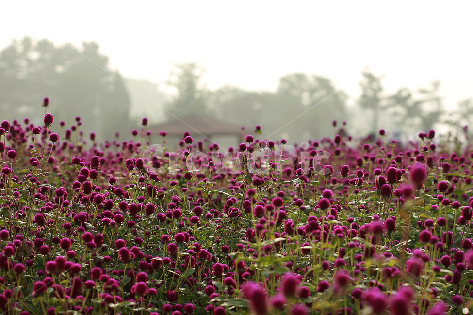 꽃,천일홍,분홍,양주나리공원,flower,pink,nature,자연,식물,자연,plants,nature,꽃,flower