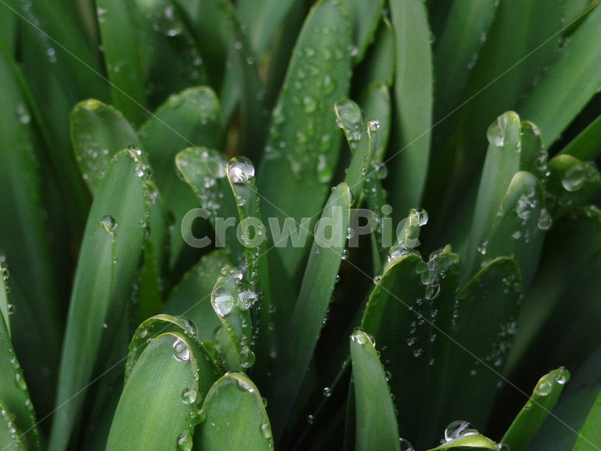 plant,leaf,잎,식물,이슬
