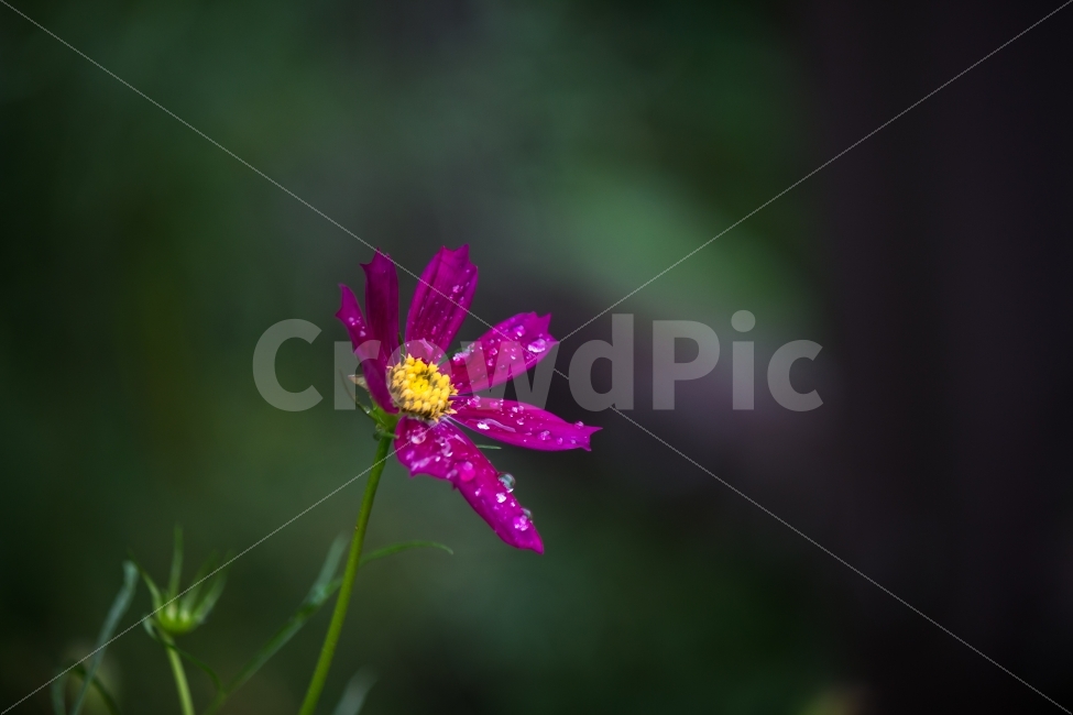 풍경,코스모스,꽃,비,비가그치고,빗방울,식물,자연,plants,nature,꽃,flower,비,비오는날,rain,rainy