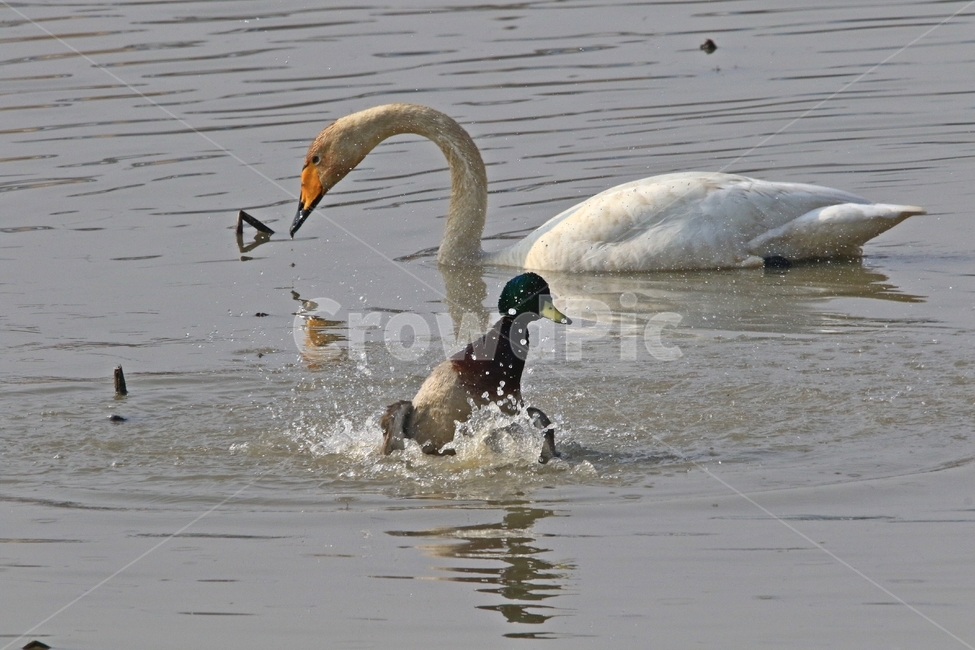 고니,새,백조,bird,동물,동물,animal,조류,새,birds