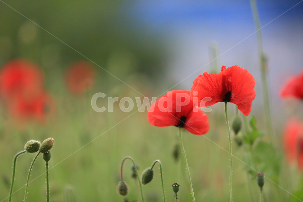 꽃,꽃양귀비,양귀비,들꽃마루,flower,fieldpoppy,빨강꽃,식물,자연,plants,nature,꽃,flower