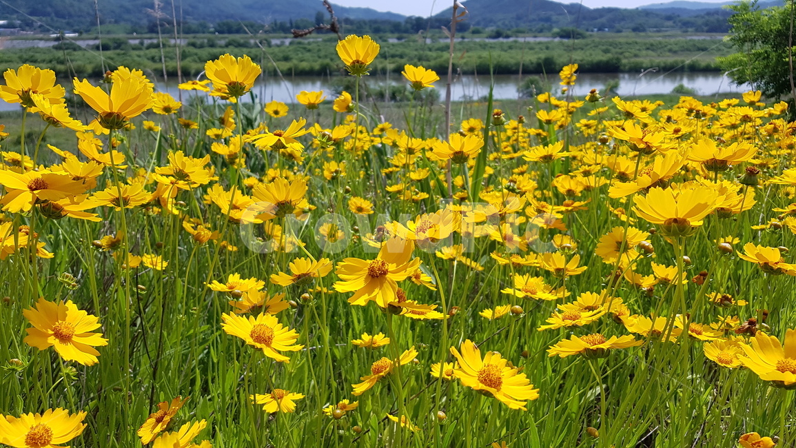 꽃,금계국,꽃길,flowers,goldenwave,식물,자연,plants,nature,꽃,flower