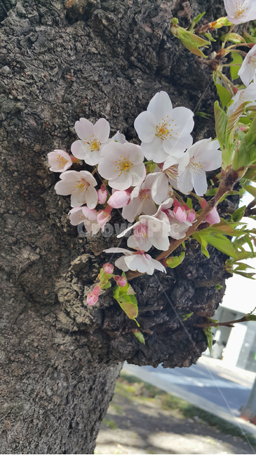 벚꽃,꽃,자연,봄,나무,봄,계절,spring,season,plant,식물,blossom,flower
