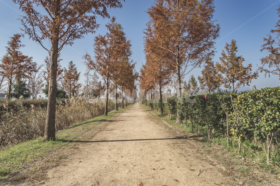 부산,화명생태공원,공원,풍경,산책로,나무,단풍,하늘,자연,가을,busan,park,view,landscape,walk,tree,wood,fall,sky,nature,beautiful,가을,계절,fall,autumn,season,자연,풍경,nature,landscape,한국자연풍경,한국자연경관,korea nature landscape,plant,식물