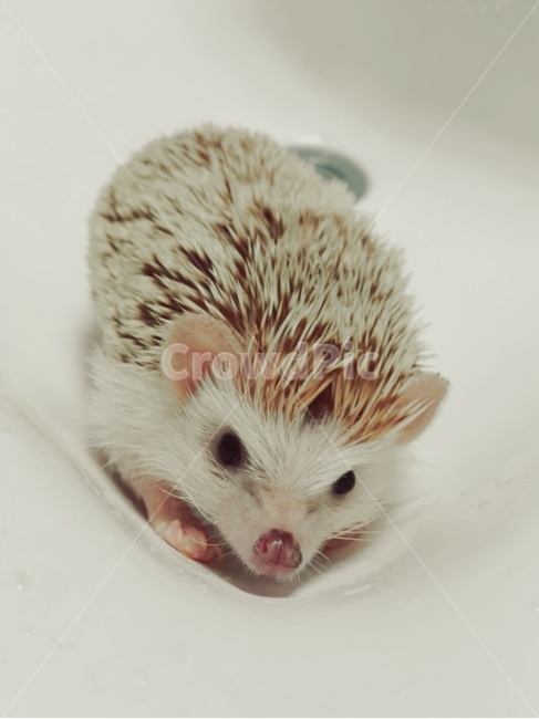 고슴도치,동물,animal,포유류,hedgehog,mammal,애완동물,동물,animal,포유류,mammal