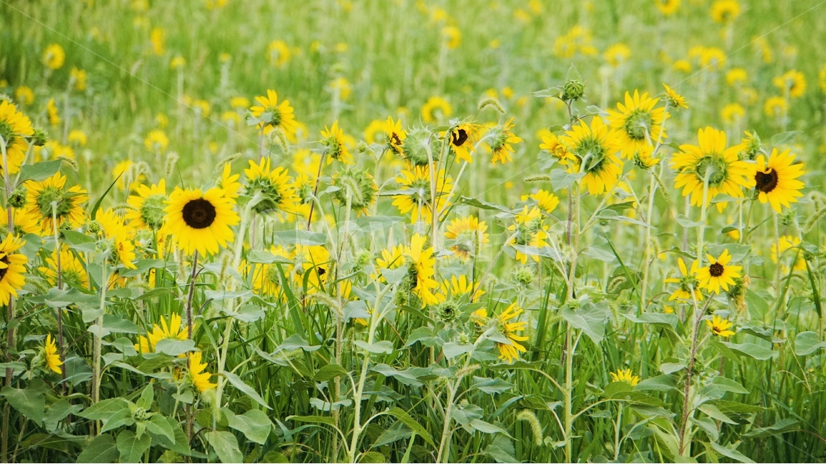 해바라기,꽃,식물,플라워,늦여름,sunflower,flower,식물,자연,plants,nature,꽃,flower