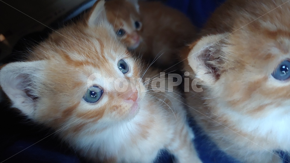 고양이,애완동물,pet,cat,고양이새끼,animal,mammal,동물,animal,포유류,mammal,고양이,cat,kitten,kitty
