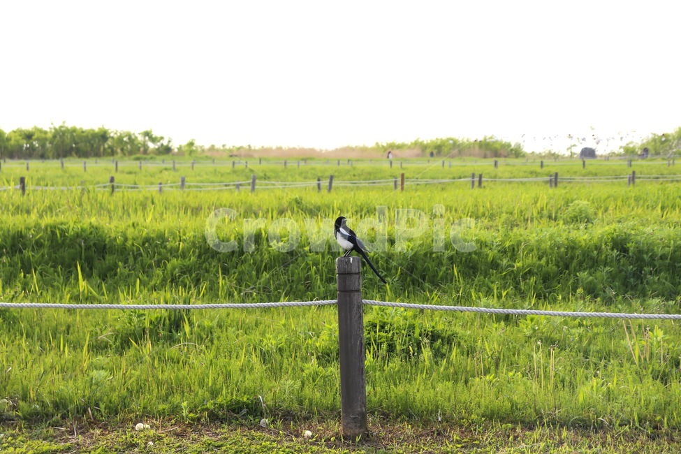 제비,하늘공원,공원,조류,동물,새,풍경,경치,자연,풀,bird,glass,park,summer,spring,natural,동물,animal,조류,새,birds