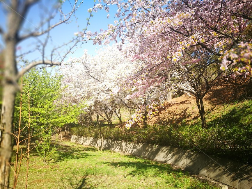 벚꽃길,벛꽃,벚나무,쉼터,한가한
