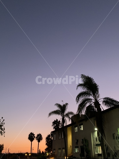 실루엣,plant,나무,tree,야자수,식물,silhouette,선셋,sunset,노을,저녁,보라색,주황색,보라,주황,하늘,저녁하늘