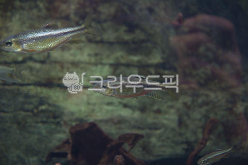 아쿠아리움,수족관,물고기,물,water