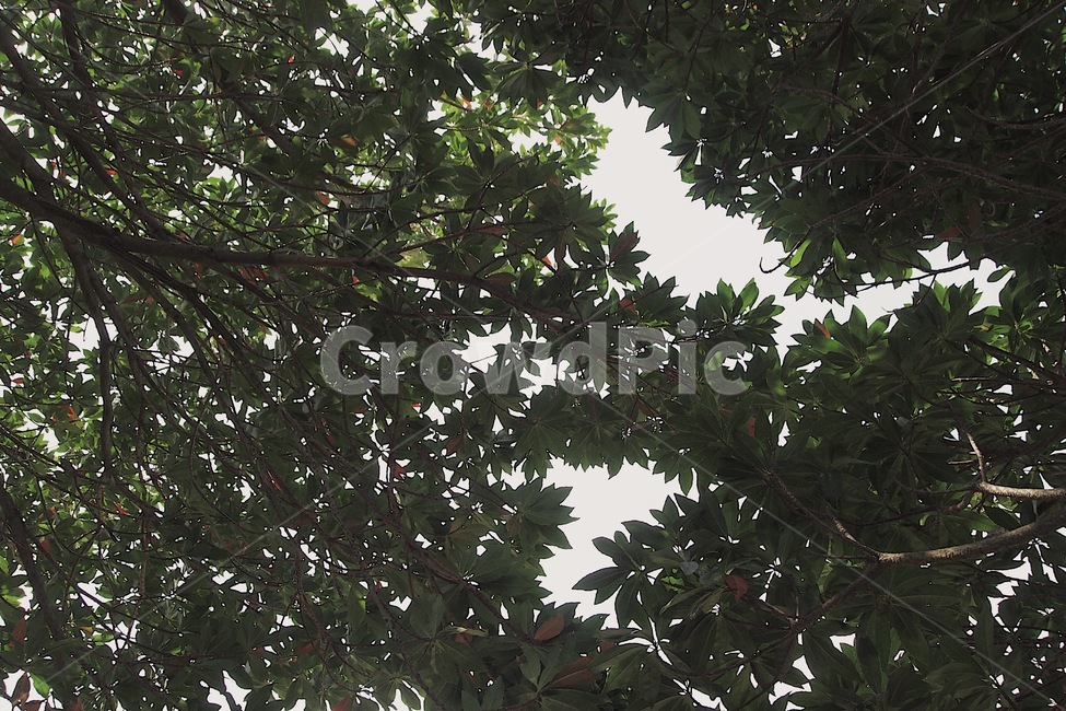 자연,풍경,하늘,나무,나뭇잎,자연,풍경,nature,landscape,plant,식물,leaf,잎,tree