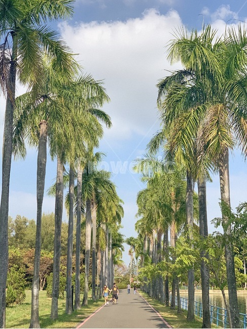 summer,여름,plant,나무,tree,야자수,감성,식물,자연,plants,nature,나무,trees,wood