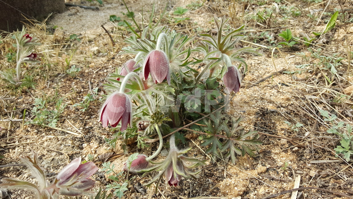 할미꽃,apasqueflower,꽃,flower,자연,봄