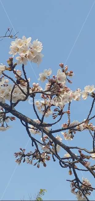 봄,벚꽃,벚꽃폰배경,벚꽃거리,꽃