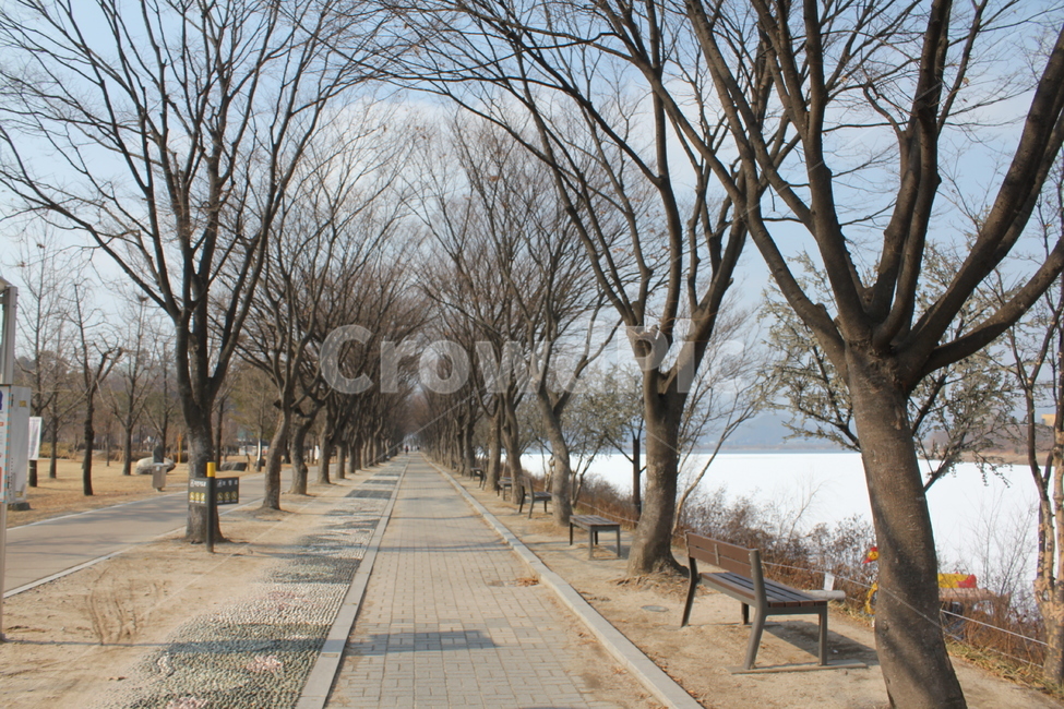 가로수,나무,공원,산책,산책로,풍경,자연,아름다움,휴식,겨울,계절,winter,season