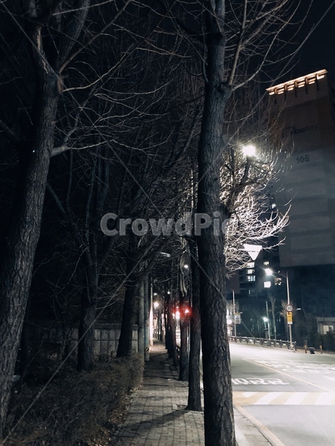 밤,가로수,산책,인도,고요,한적,야경,밤,풍경,nightscape,night,landscape,도시,city,asphalt,아스팔트,road,도로