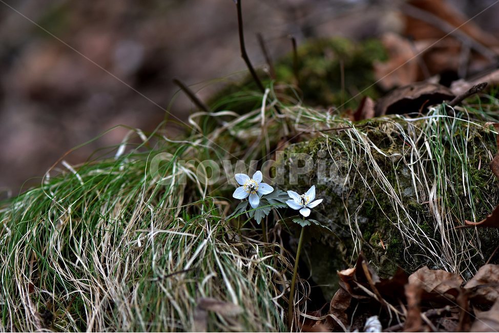 너도바람꽃,2018년,3월,야생화,꽃,생태,식물,자연,들꽃,산꽃,봄,감성,힐링,플라워,계절,시즌,wild,Flower,plants,nature,spring,season,배경,풀,초본,미나리아재비과,너도바람꽃속,flower,생태사진,봄꽃,자생지,강원도,홍천,여러해살이풀,흰색꽃,꿀샘,봄,계절,spring,season,식물,자연,plants,nature,꽃,flower,plant