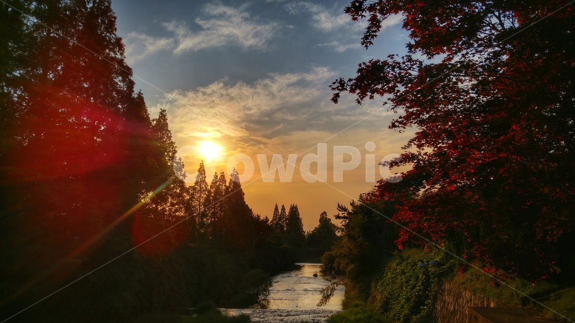 풍경,노을,숲,풀숲,태양,단풍,가을,하늘,구름,sunset,landscape,sun,twiligjh,maple,단풍나무,식물,나무,강,하천,창원,경남,역광