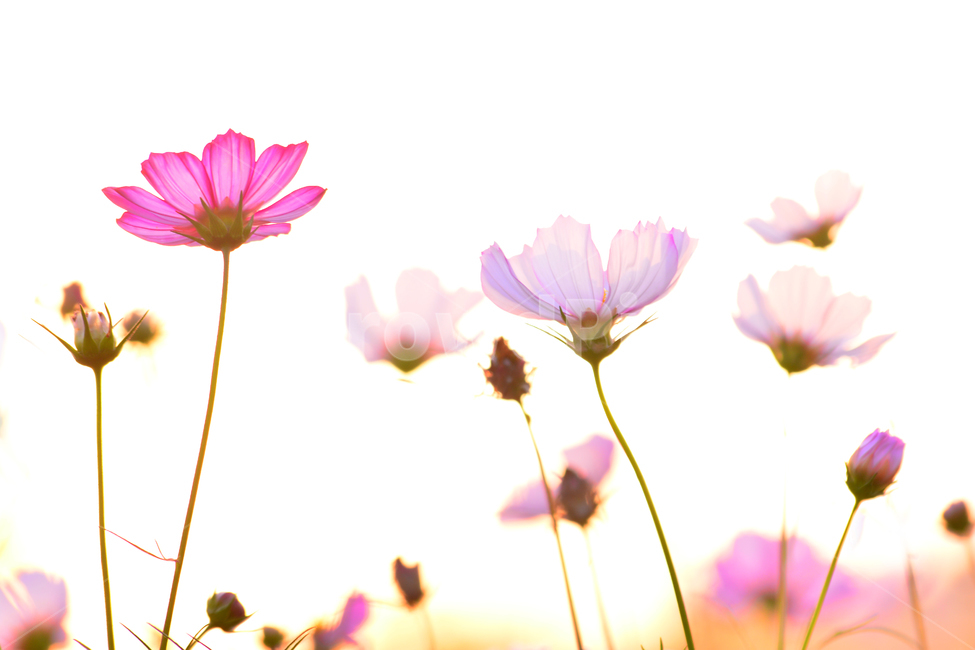 코스모스,가을꽃,야생화,꽃,cosmos,flowers,feeling,emotion,sensible,서정,가을이미지,9월,10월,들녘,해질무렵,노을,석양,sunset,yellow,분위기,느낌,감성,배경,금색,노랑색,골든,금빛,꽃봉오리,실루엣,색감,아트,화이트톤,fall,autumn,시즌,계절,가을,계절,fall,autumn,season,식물,자연,plants,nature,꽃,flower,plant,blossom,petal,꽃잎