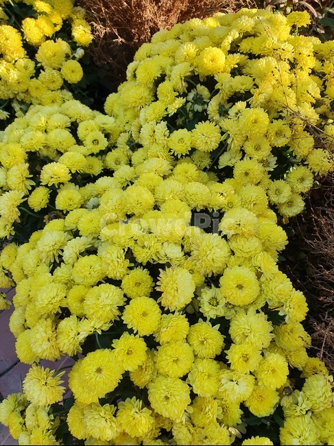 국화,가을꽃,꽃,식물,flower,꽃,flower