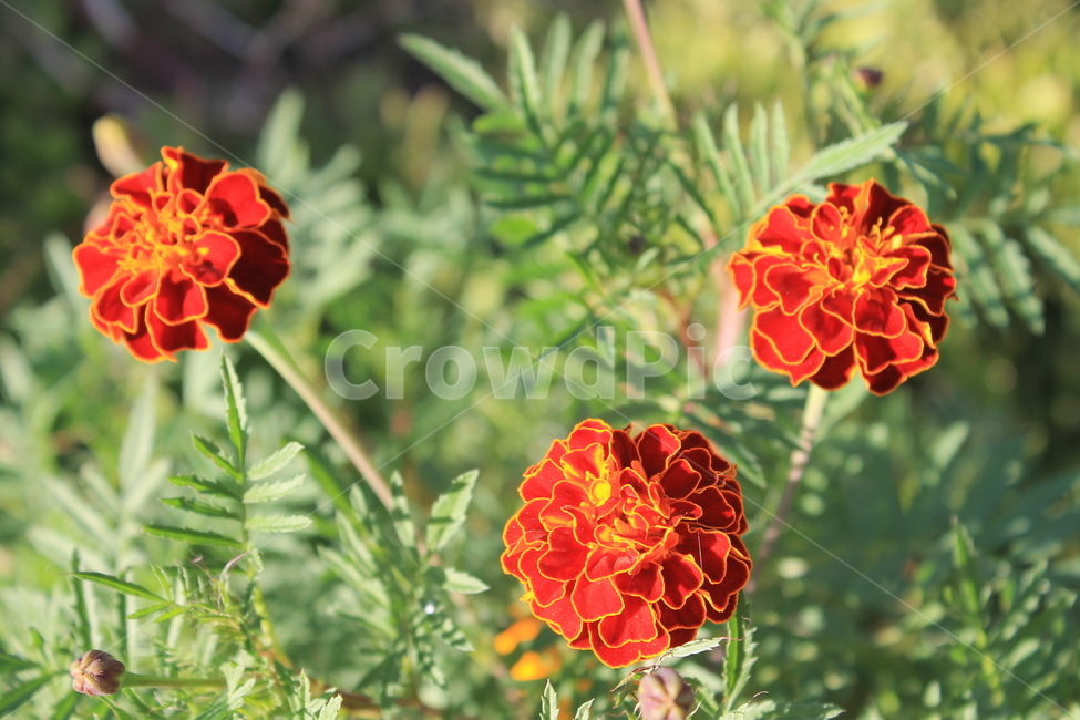 만수국,가을,식물,꽃,autumn,fall,plant,flower,flowers,geranium,제라늄,매리골드,메리골드,marigold,식물,자연,plants,nature,꽃,flower