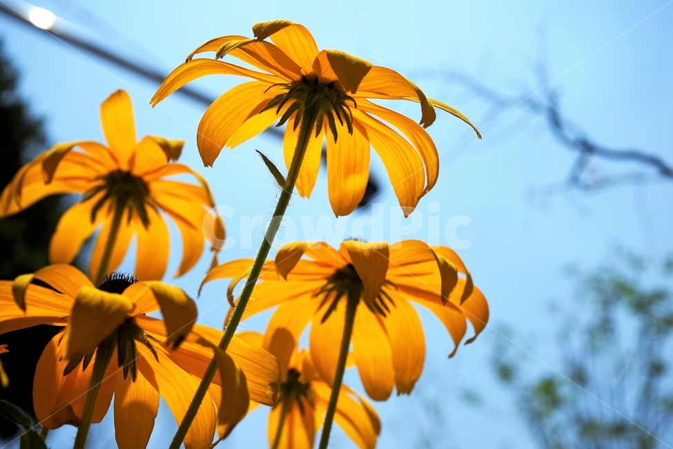 루드베키아,rudbeckia,coneflower,삼잎국화,국화과,식물,꽃