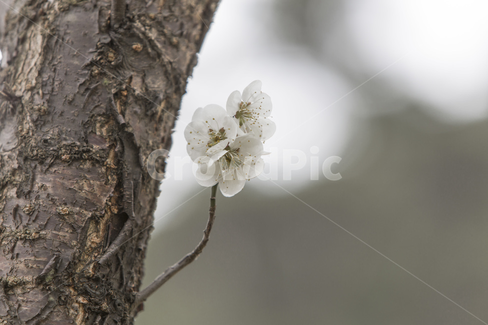 고목,벚꽃,문양,무늬,봄,봄,계절,spring,season,식물,자연,plants,nature,꽃,flower,plant