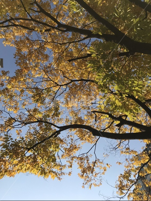tree,나무,plant,식물,treetrunk,나무줄기,단풍,노란,하늘,sky,yellow,leaves,가을,계절,fall,autumn,season,나무,trees,wood,tree trunk,나무 줄기