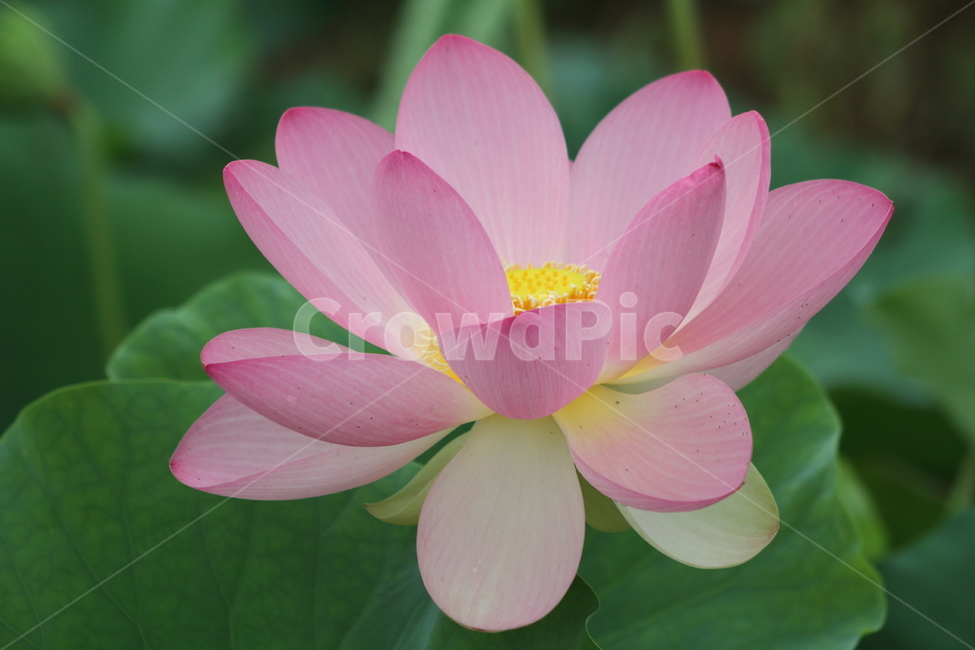 연,꽃,연꽃,식물,lotus,식물,자연,plants,nature,꽃,flower