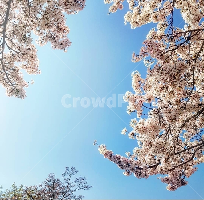 식물,꽃,flower,벚꽃,blossom