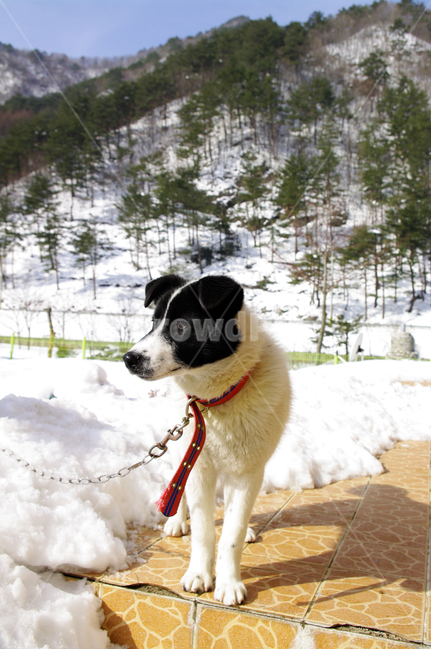 개,동물,설경,겨울,강아지,겨울,계절,winter,season,동물,animal,포유류,mammal,개,강아지,dog,doggy