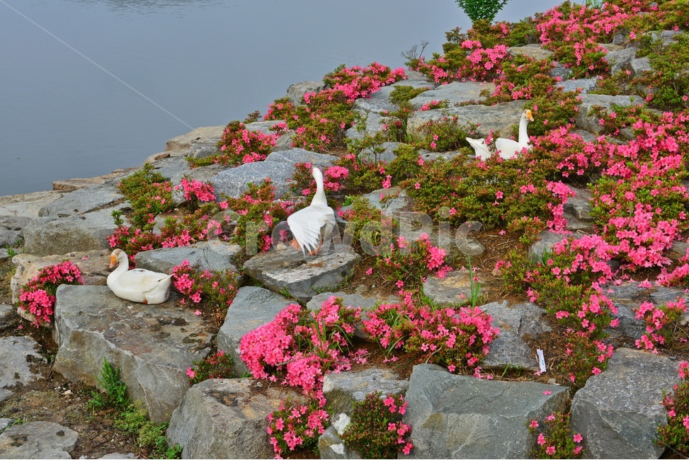 광주,서구,풍암저수지,공원,풍암공원,철쭉,철쭉꽃,오리,물오리,nature,자연,outdoors,옥외,plant,식물,field,들,blossom,flower,꽃
