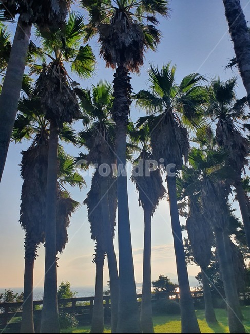 제주도,야자수,배경,나무,트리,plant,arecaceae