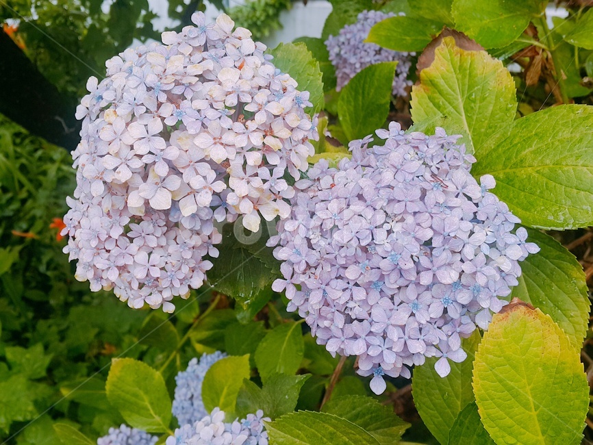 plant,식물,flower,꽃,수국