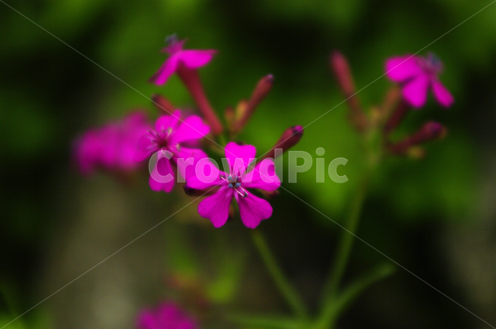 꽃,식물,flower,color,끈끈이대나물,식물,자연,plants,nature,꽃,flower