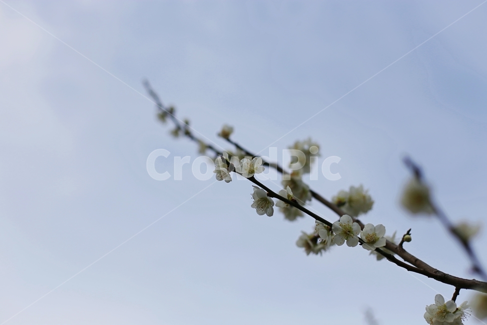 매화,매화꽃,하동,봄,매화축제,봄,계절,spring,season,식물,자연,plants,nature,꽃,flower,plant