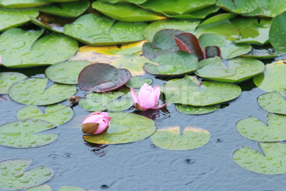 우중출사,장마,수련,비방울,물방울,진동,식물,자연,plants,nature,꽃,flower,비,비오는날,rain,rainy