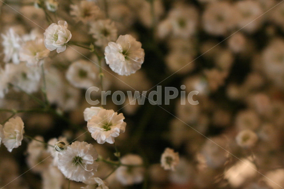 식물,흰색꽃,생화,꽃,안개꽃,꽃,flower
