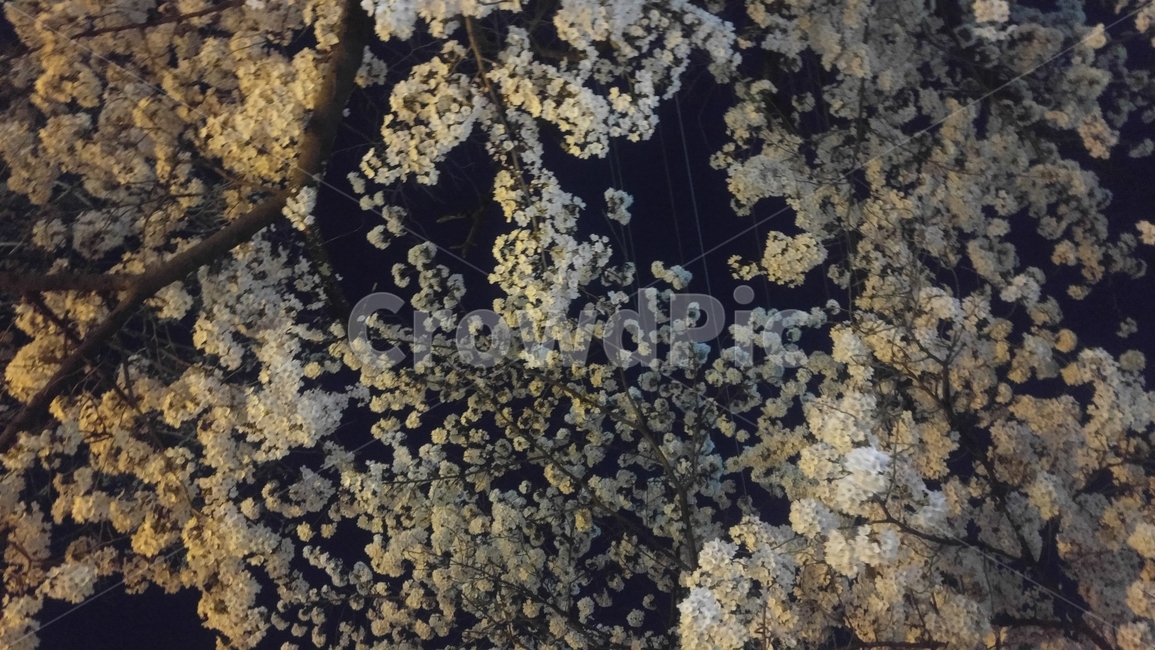 spring,Cherry Blossom,flowering,full bloom,Night opening