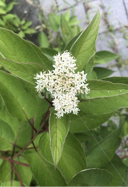 plant,식물,잎,leaf,십자가,cross,십자가모양꽃,flower,꽃,들꽃,wildflowers,식물,자연,plants,nature