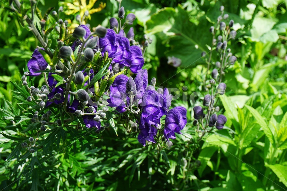 plant,식물,geranium,제라늄,blossom,flower,꽃,파란꽃
